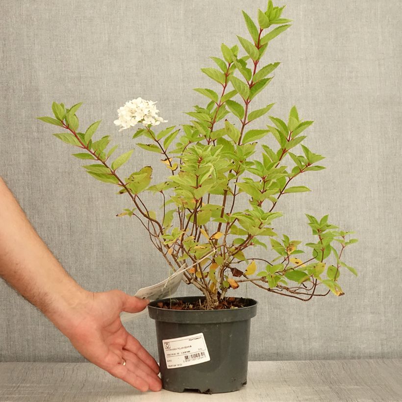 Hydrangea paniculata Polar Bear 2L/3L pot sample as delivered in summer