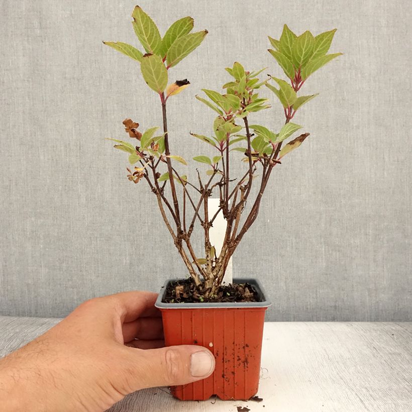 Hydrangea paniculata Polestar 8/9 cm pot sample as delivered in summer