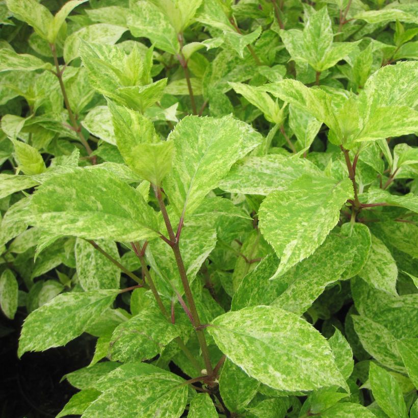 Hydrangea paniculata Shikoku Flash (Foliage)