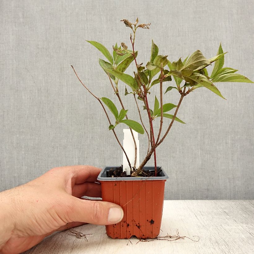 Hydrangea paniculata Skyfall 8/9 cm pot sample as delivered in spring