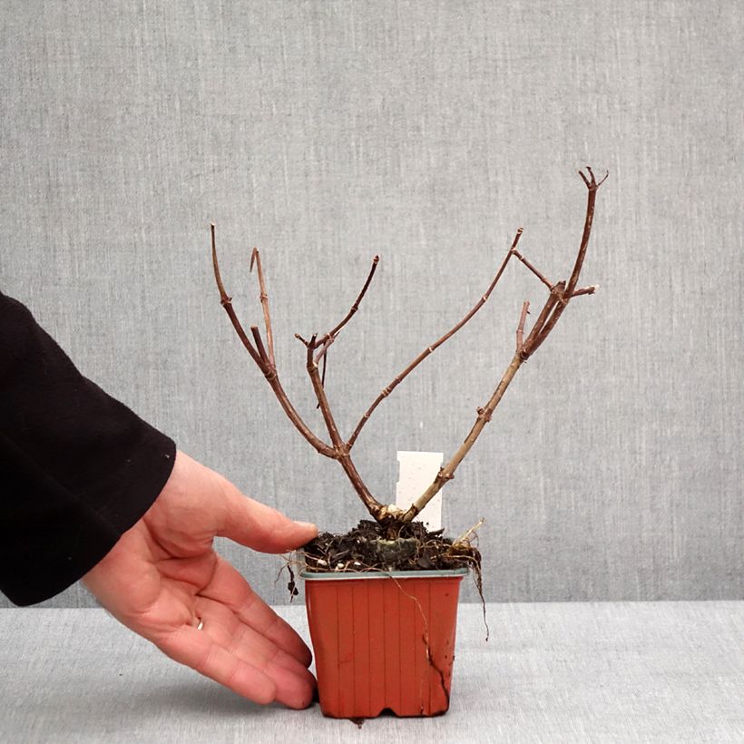 Hydrangea paniculata Sundae Fraise 8/9 cm pot sample as delivered in winter