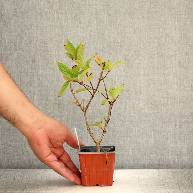 Hydrangea paniculata Tickled Pink 8/9 cm pot sample as delivered in summer