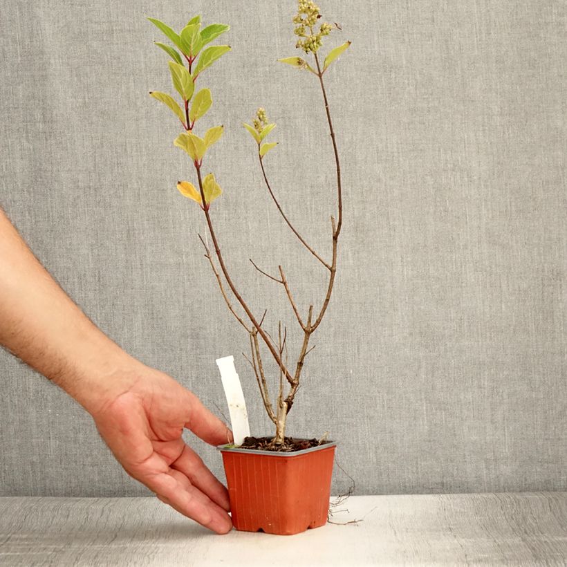 Hydrangea paniculata Unique 8/9 cm pot sample as delivered in summer