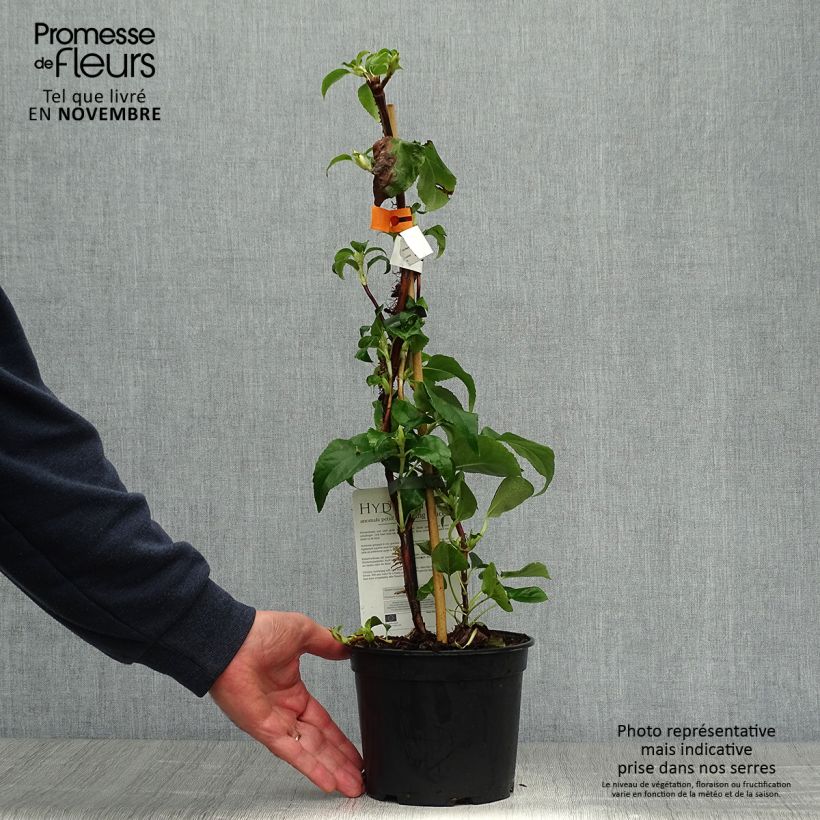 Hydrangea petiolaris Flying Saucer- Climbing Hydrangea 2L/3L pot sample as delivered in autumn