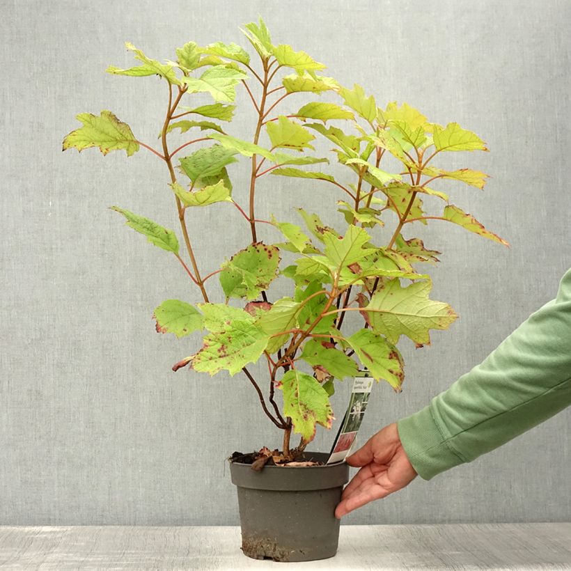 Hydrangea quercifolia Alice 2L/3L pot sample as delivered in summer
