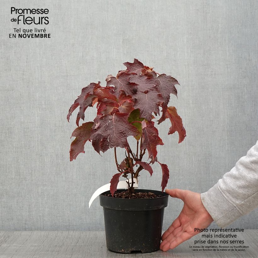 Hydrangea quercifolia Back Porch 3L/4L pot sample as delivered in autumn