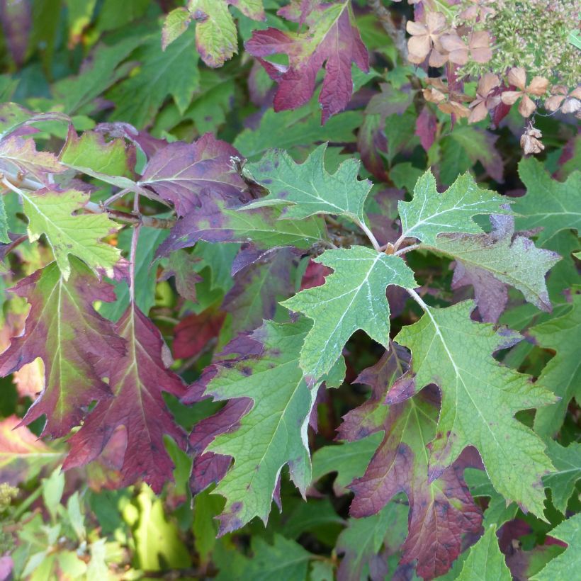 Hydrangea quercifolia Ice Crystal (Foliage)