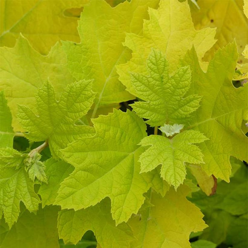 Hydrangea quercifolia Little Honey (Foliage)