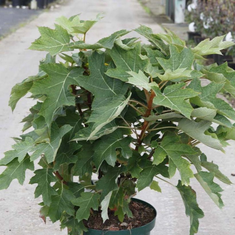 Hydrangea quercifolia Munchkin (Plant habit)