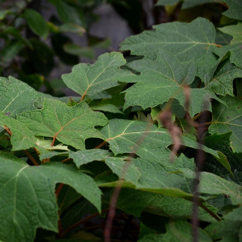 Hydrangea quercifolia Ruby Slippers (Foliage)