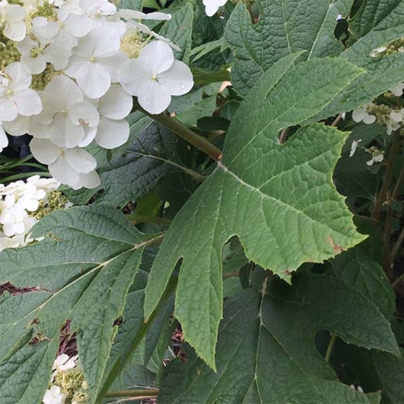 Hydrangea quercifolia Snow Queen (Foliage)