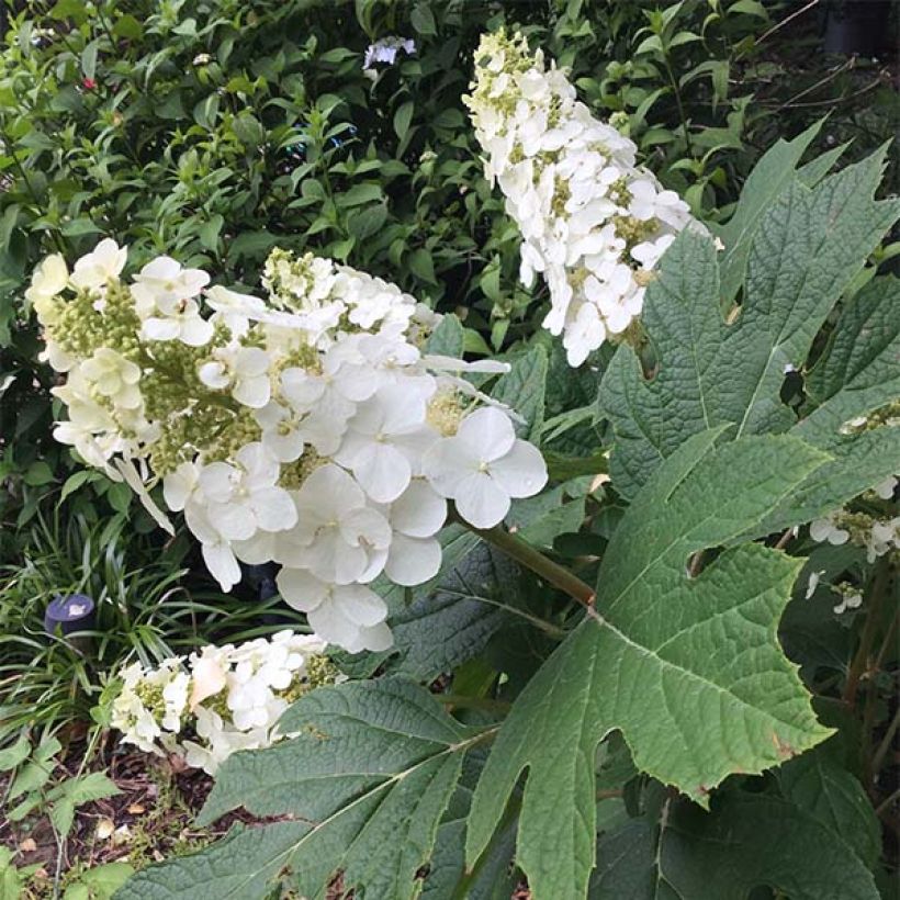 Hydrangea quercifolia Snow Queen (Plant habit)