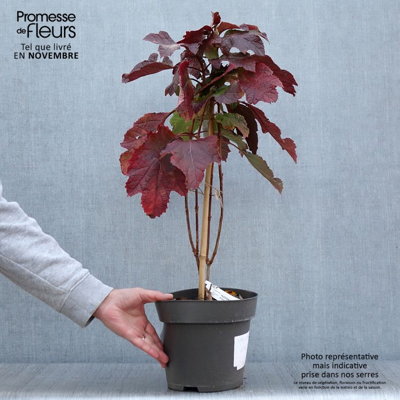 Hydrangea quercifolia Snowcicle 4L/5L pot sample as delivered in autumn