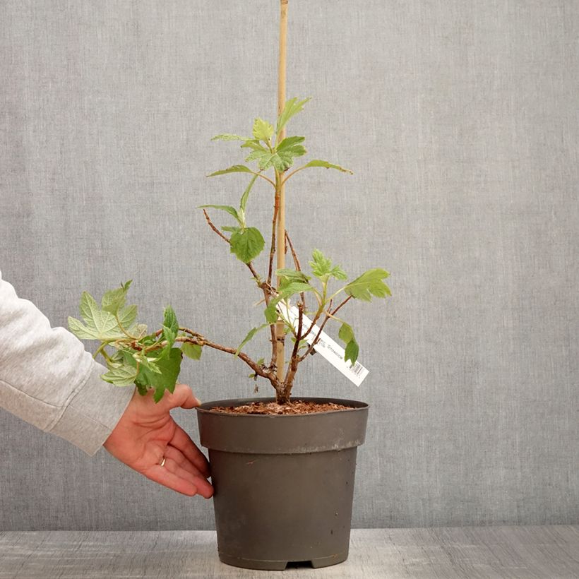 Hydrangea quercifolia Snowcicle sample as delivered in spring