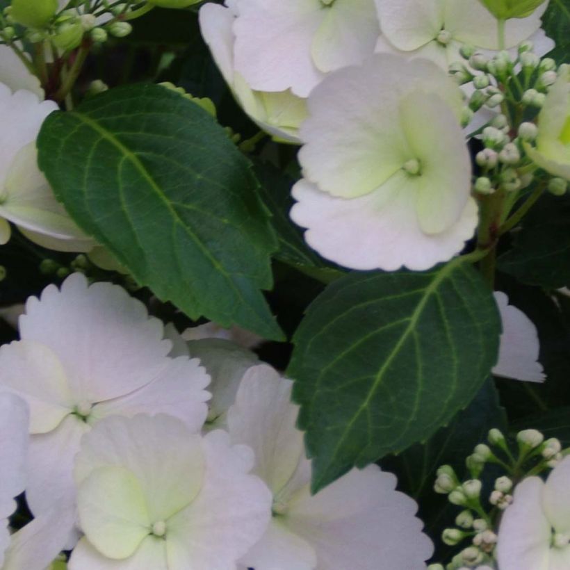 Hydrangea Runaway Bride Snow White (Foliage)