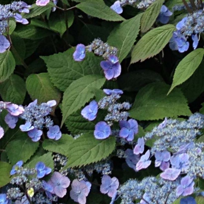 Hydrangea serrata subsp. yezoensis Veerle - Flat-headed hydrangea (Foliage)