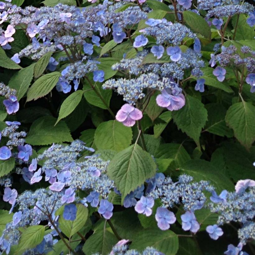 Hydrangea serrata subsp. yezoensis Veerle - Flat-headed hydrangea (Flowering)