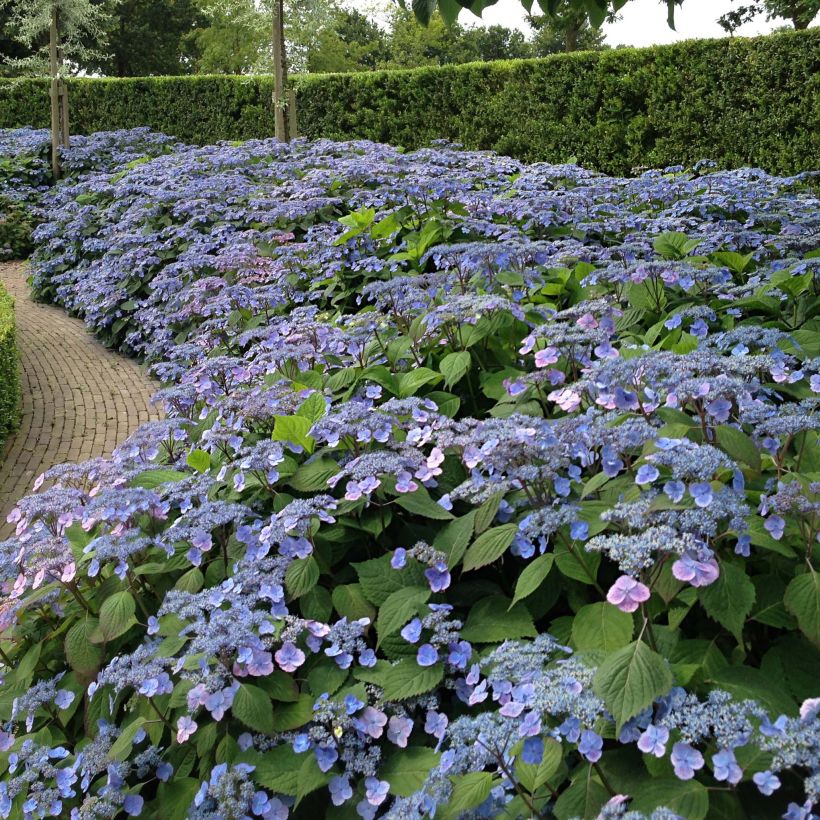 Hydrangea serrata subsp. yezoensis Veerle - Flat-headed hydrangea (Plant habit)