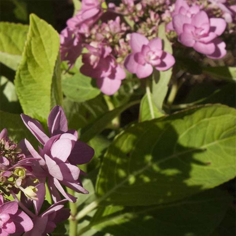 Hydrangea macrophylla Forever (Foliage)