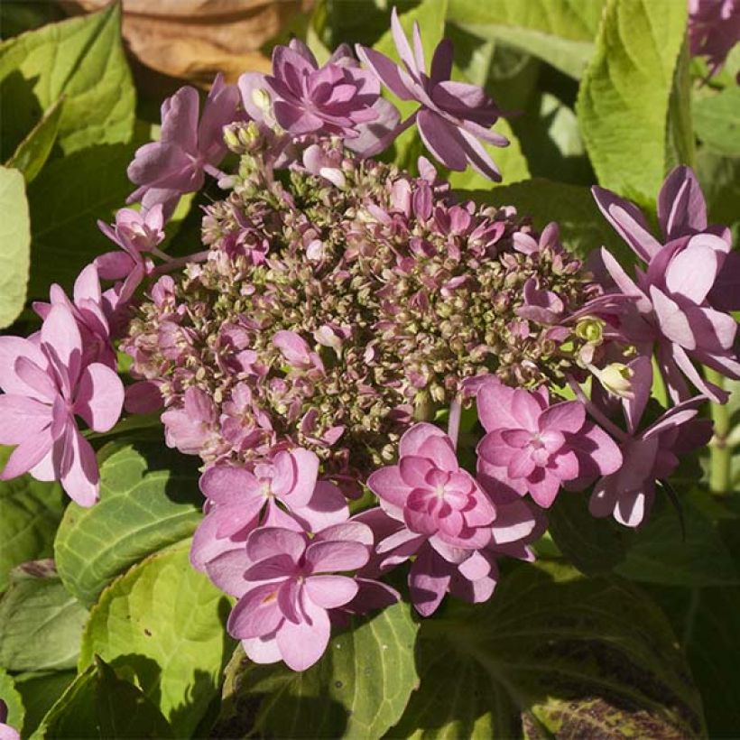 Hydrangea macrophylla Forever (Flowering)