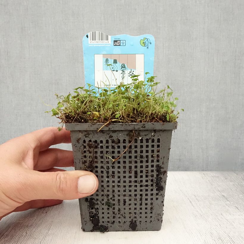 Hippuris vulgaris - Bottle brush 1L/1.5L pot sample as delivered in summer