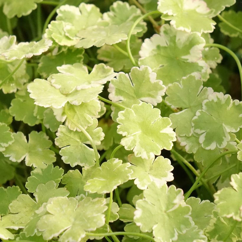 Hydrocotyle sibthorpioides Variegata - Variegated Marsh Pennywort (Foliage)