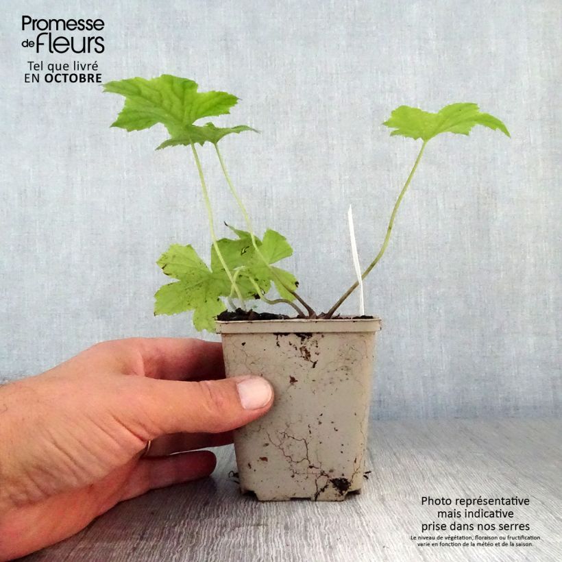 Hydrophyllum canadense  8/9 cm pot sample as delivered in autumn
