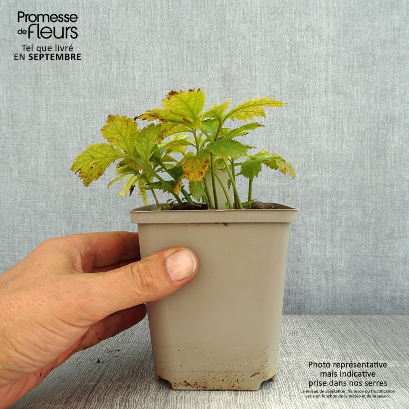 Hylomecon japonica 8/9 cm pot sample as delivered in summer
