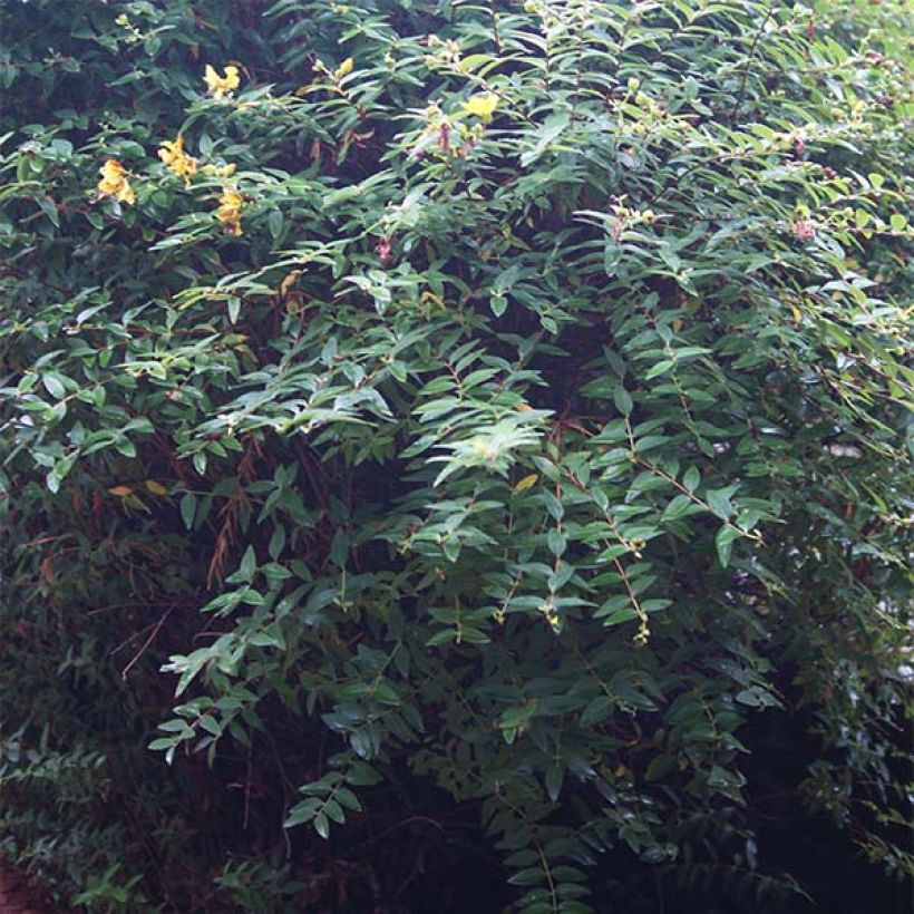 Hypericum calycinum - St. John's wort (Foliage)