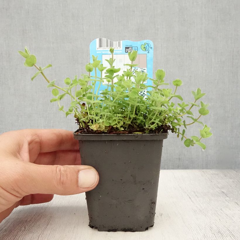 Hypericum elodes  8/9 cm pot sample as delivered in summer