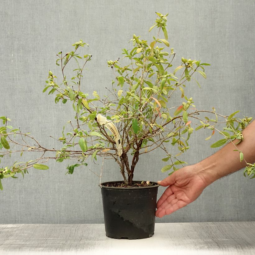 Hypericum frondosum Sunburst - St. John's Wort 3L/4L pot sample as delivered in summer
