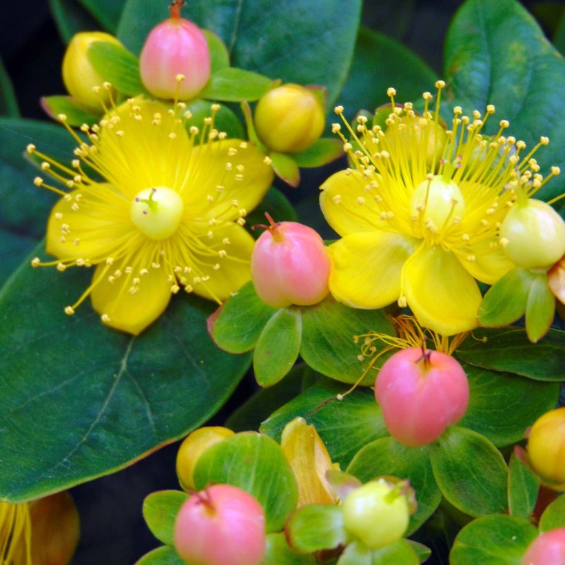 Hypericum inodorum Magical Beauty Kolmbeau (Flowering)