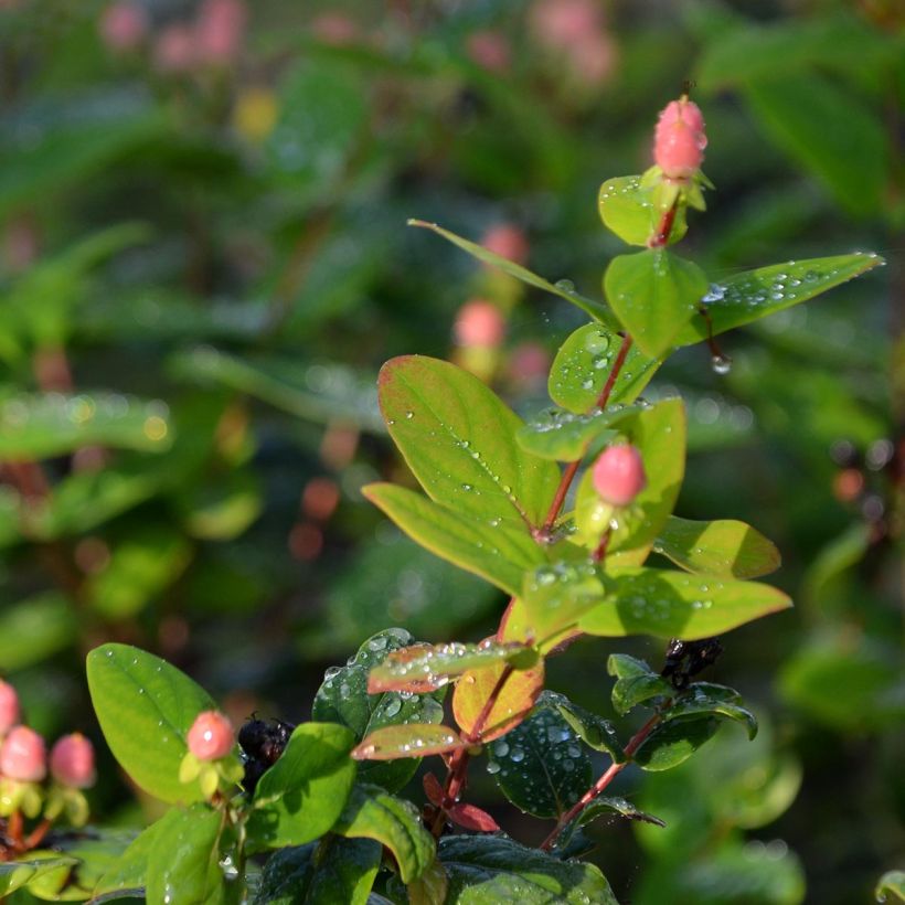 Hypericum inodorum Magical Beauty Kolmbeau (Foliage)