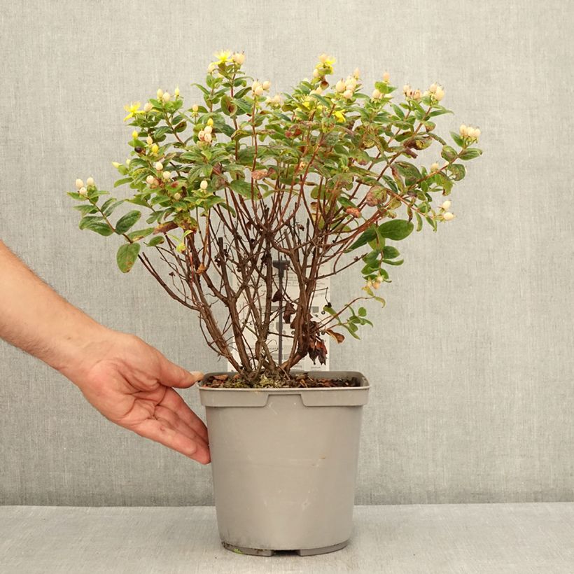 Hypericum inodorum Magical Beauty Kolmbeau 3L/4L pot sample as delivered in summer