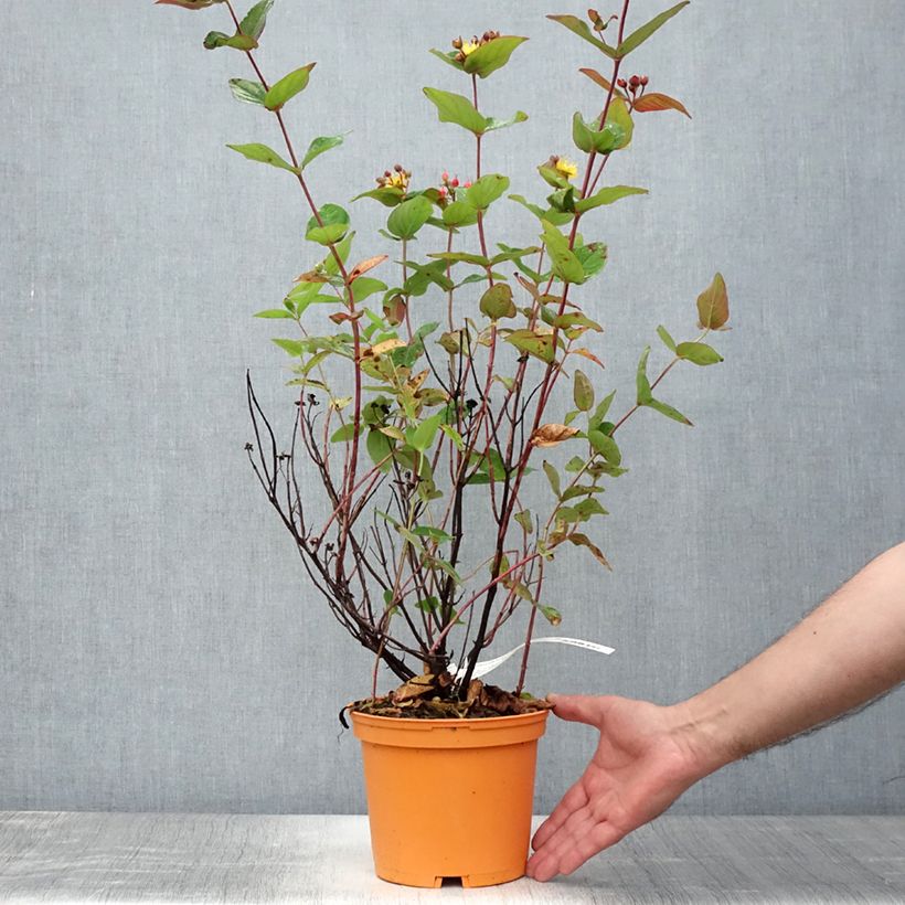 Hypericum inodorum Magical Red Flame KOLMAREF - St. John's wort 2L/3L pot 20/30cm sample as delivered in summer