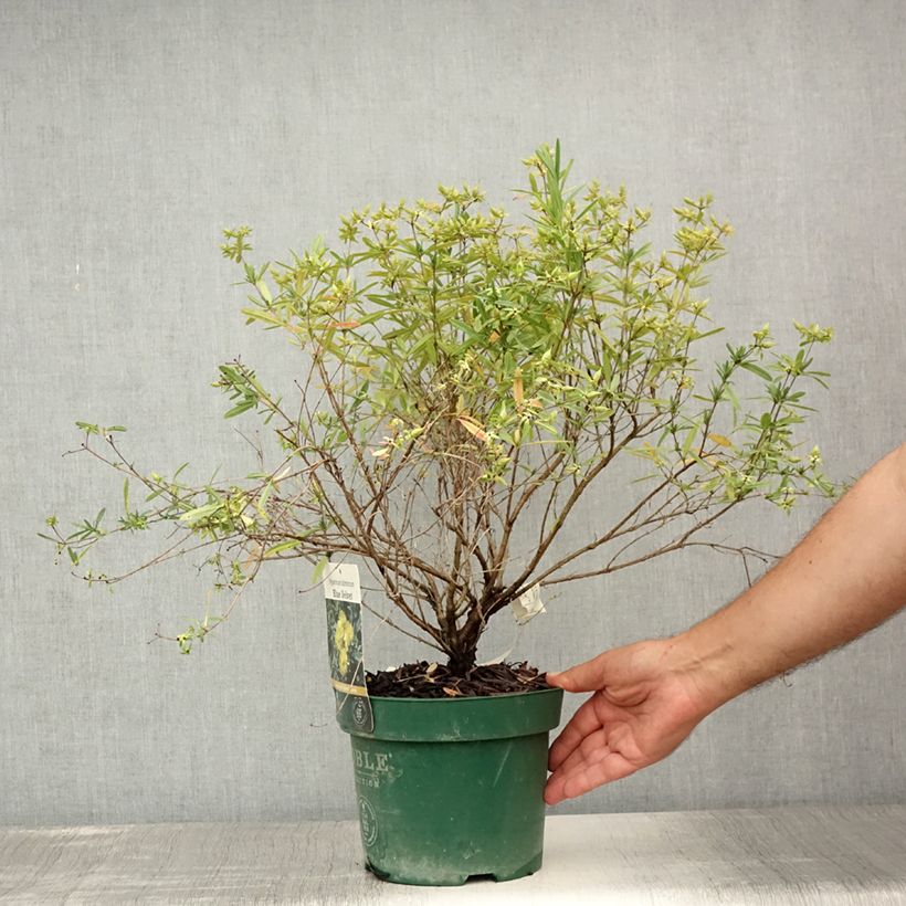 Hypericum kalmianum Blue Velvet - St. John's wort 2L/3L pot sample as delivered in summer