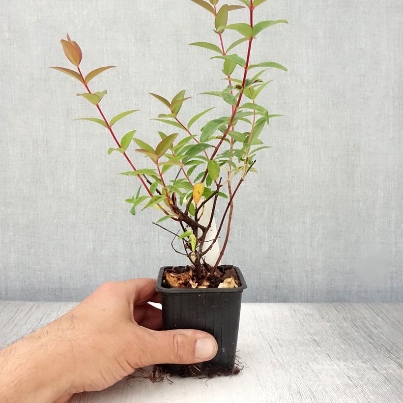 Hypericum Hidcote 8/9 cm pot sample as delivered in summer