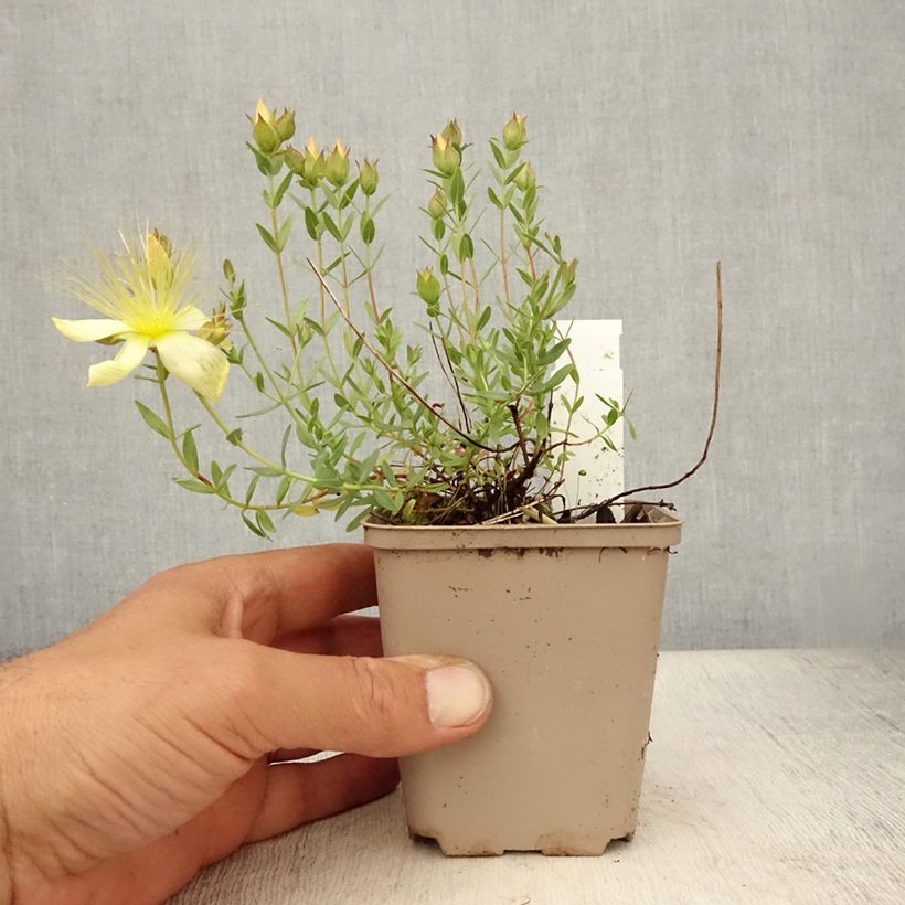 Hypericum olympicum Citrinum - St. John's wort 8/9 cm pot sample as delivered in summer