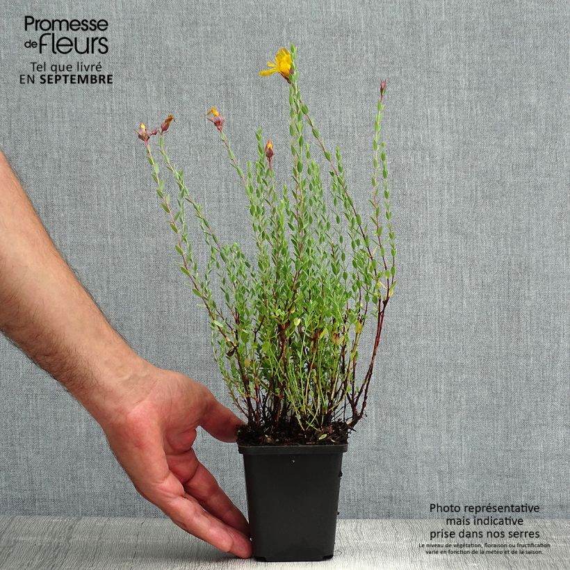 Hypericum olympicum - St. John's wort 8/9 cm pot sample as delivered in summer