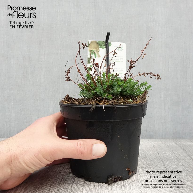Hypericum perforatum - St. John's wort 1.5L/2L pot sample as delivered in winter