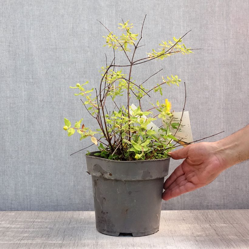 Hypericum x moserianum Little Misstery - St. John's wort 4L/5L pot sample as delivered in summer