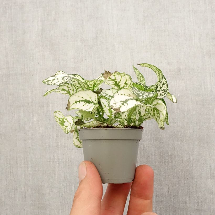 Hypoestes phyllostachya White - Polka dot plant Mini-plante sample as delivered in spring