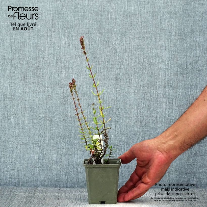 Hyssopus officinalis Roseus 8/9 cm pot sample as delivered in summer