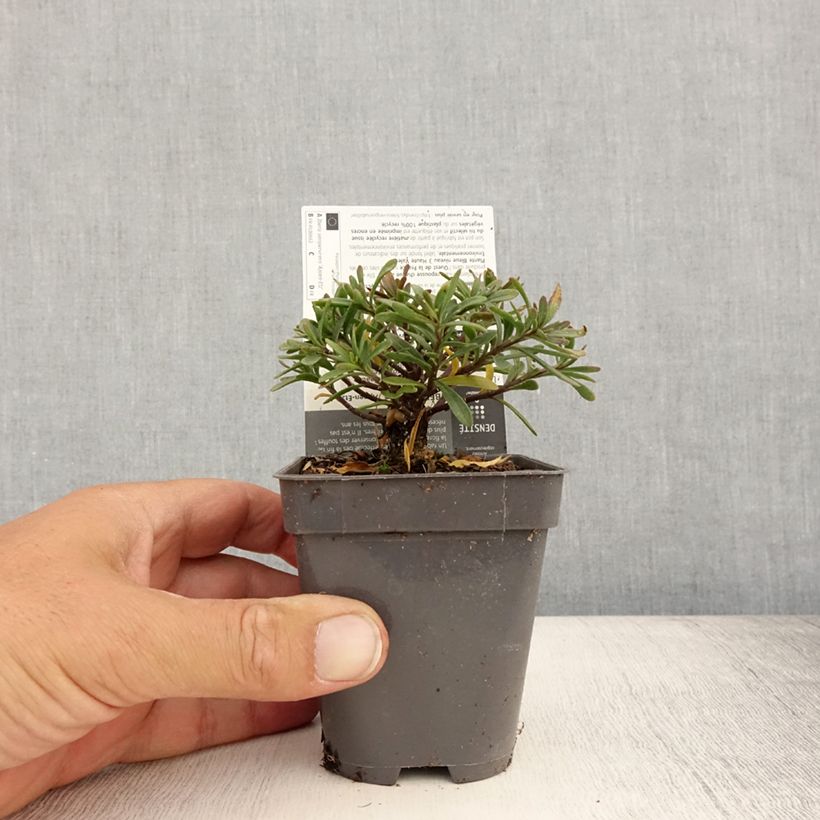 Iberis sempervirens Appen-Etz 8/9 cm pot sample as delivered in summer