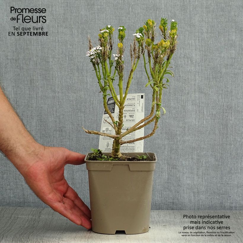 Iberis sempervirens Masterpiece 2L/3L pot sample as delivered in summer