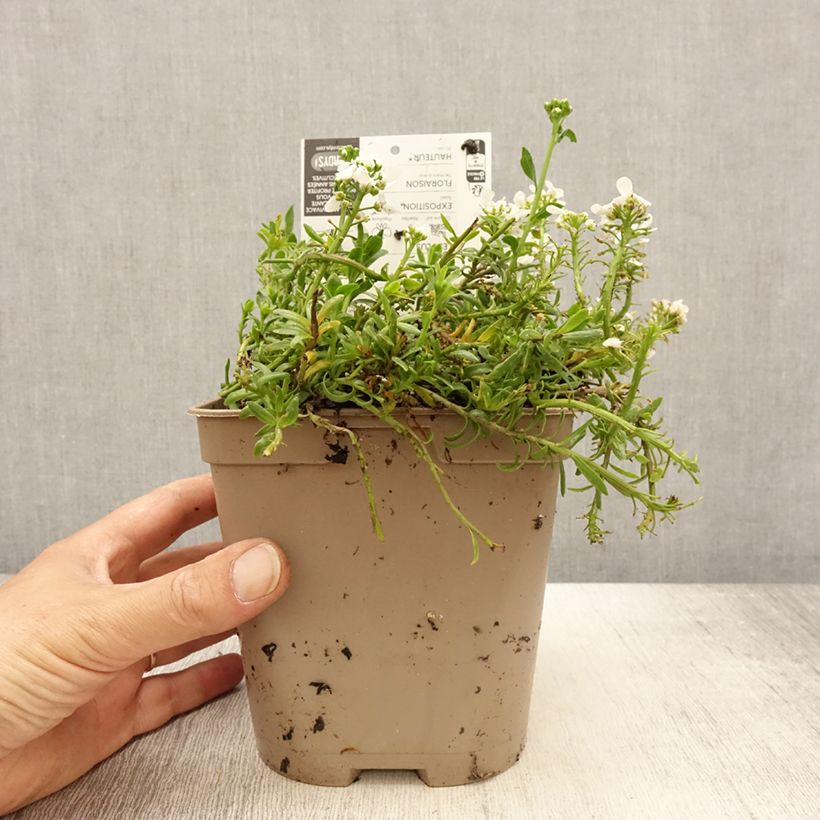 Iberis sempervirens Snowflake 2L/3L pot sample as delivered in spring