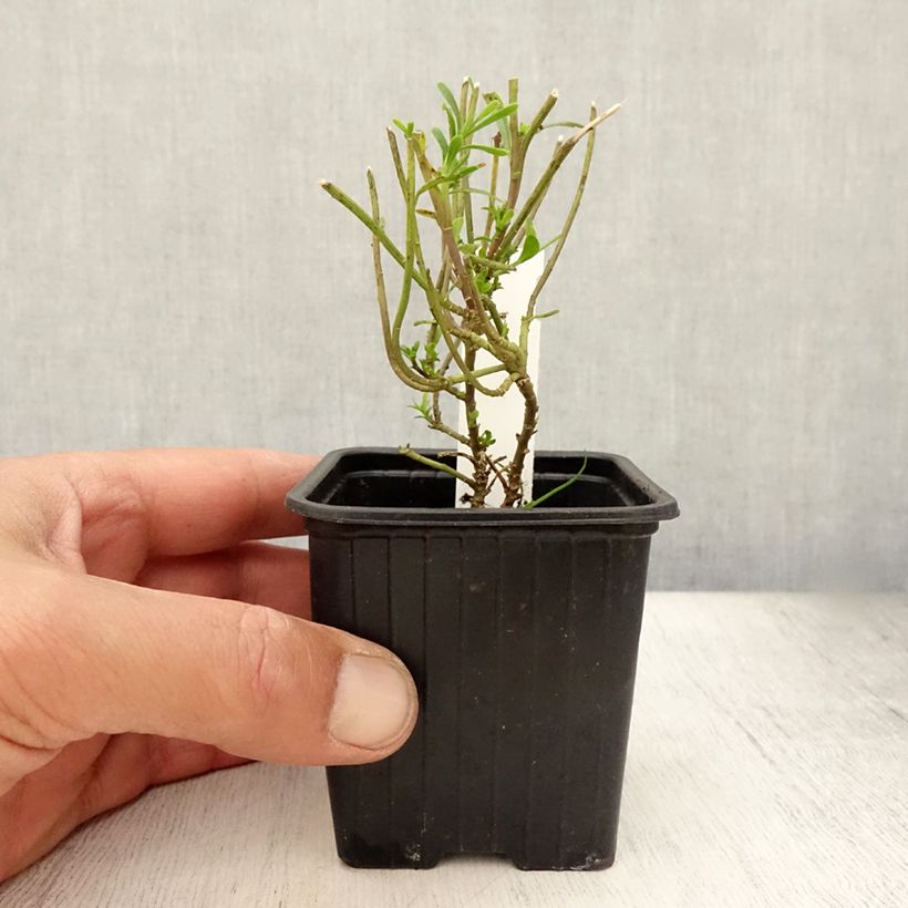 Iberis sempervirens Weisser Zwerg 8/9 cm pot sample as delivered in summer