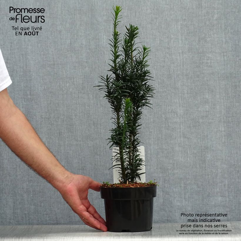 Taxus baccata fastigiata Black Tower 2L/3L pot sample as delivered in summer