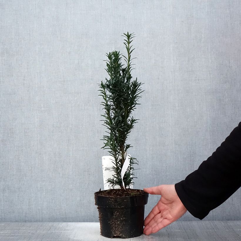 Taxus baccata fastigiata Black Tower 2L/3L potShipped height around 25/30cm sample as delivered in spring