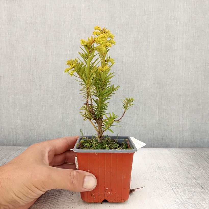 Taxus baccata Kupfergold - Yew 8/9 cm pot sample as delivered in summer